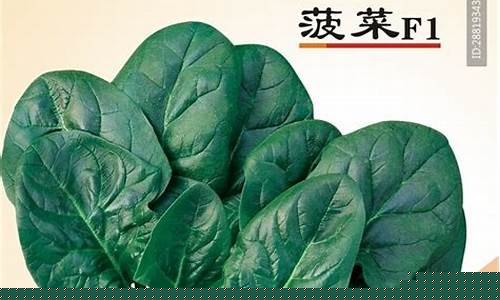 菠菜公司广告(菠菜广告投放) (3)